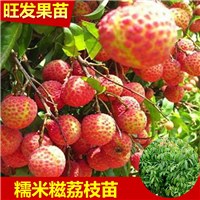 泉州糯米糍荔枝苗 嫁接苗 水果树苗木 