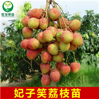 妃子笑荔枝嫁接苗 福建荔枝苗基地 大量供应荔枝苗 