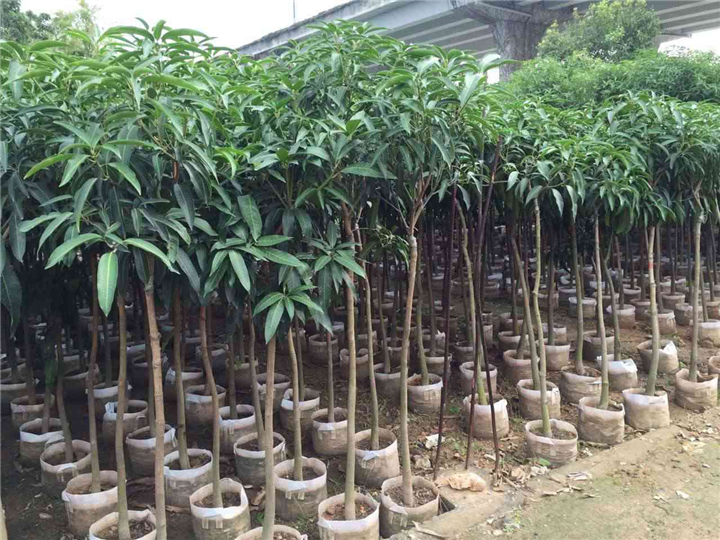 全国供应台农一号芒果苗 江西果苗 热带果树苗出售 