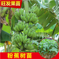 福建粉蕉苗基地，福建蕉苗，泉州蕉苗 