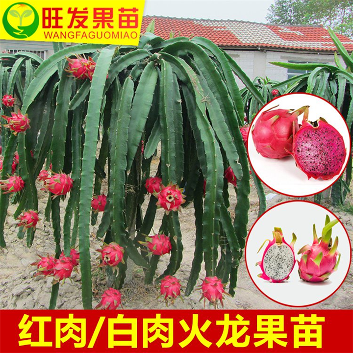 福州火龙果苗价格，福州台湾火龙果苗 