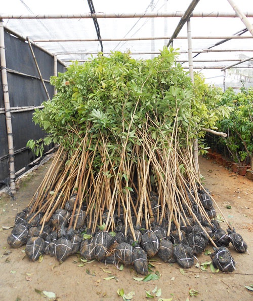 2米高荔枝直生苗 出售荔枝苗 福建荔枝苗基地 