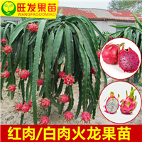 福州火龙果苗价格，福州台湾火龙果苗 