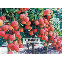 无核荔枝苗价格，批发荔枝苗，福建荔枝苗 