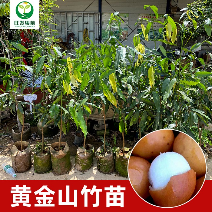惠州阿恰恰黄金山竹苗