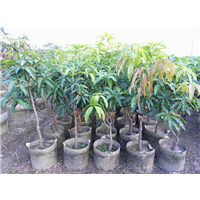 福建**红贵妃芒果苗培育基地直销 芒果树苗大量现货 
