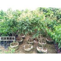 鸡心黄皮苗可盆栽果苗当年结果树**保证 