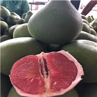 深圳红宝石蜜柚苗哪家好