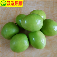 台湾蜜丝枣／大青枣／嫁接果树苗／早结果易结果／盆栽花园景观 