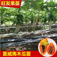 哪里有夏威夷木瓜苗卖？旺发果苗种植场 