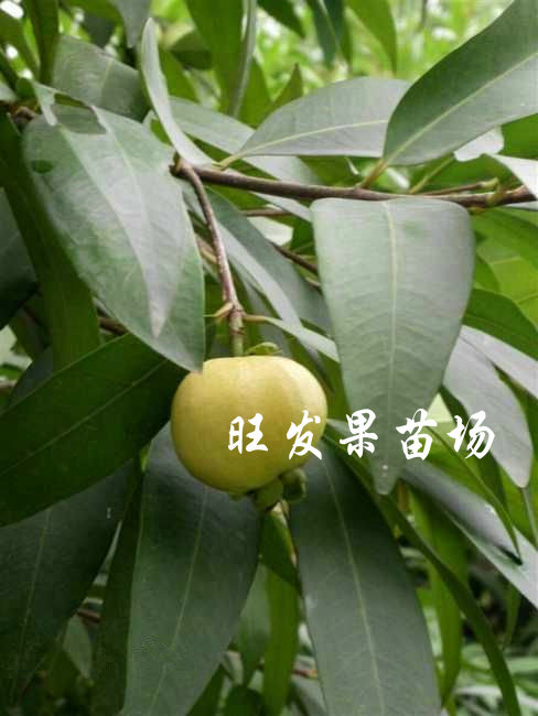 福建果苗场\平和水蒲桃苗\水蒲桃苗批发 