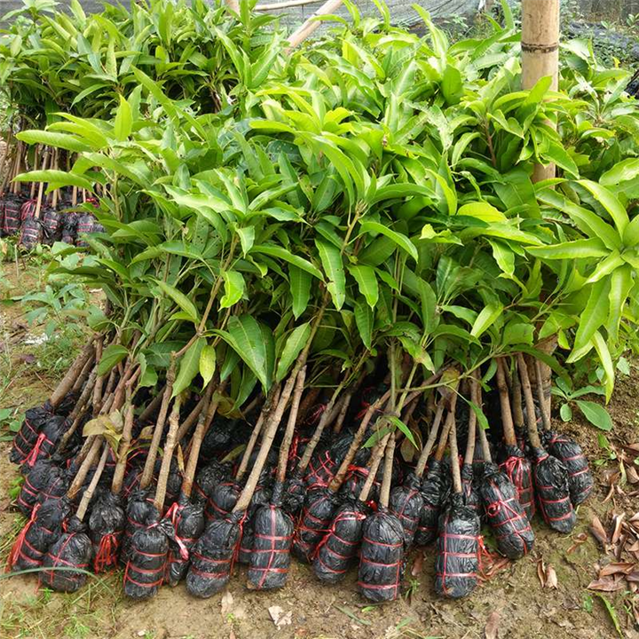 台农一号芒果苗 福建果苗 芒果嫁接树苗 现货批发 