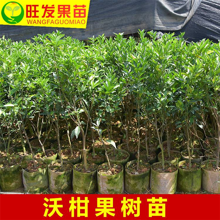 沃柑苗可盆栽果苗当年结果树**保证 