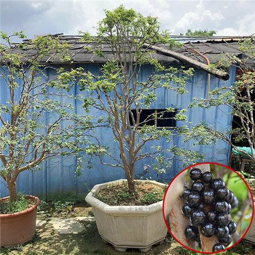珠海精品造型嘉宝果苗价格