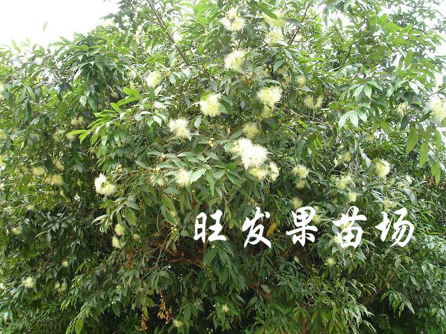 江西水蒲桃苗基地，江西水蒲桃苗，销售水蒲桃苗 