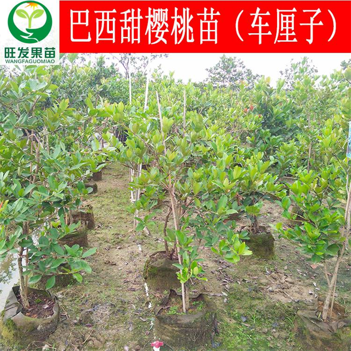 福建巴西甜樱桃苗（车厘子）、福建巴西甜樱桃苗 