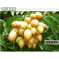 鸡心黄皮苗价格、鸡心黄皮嫁接苗 
