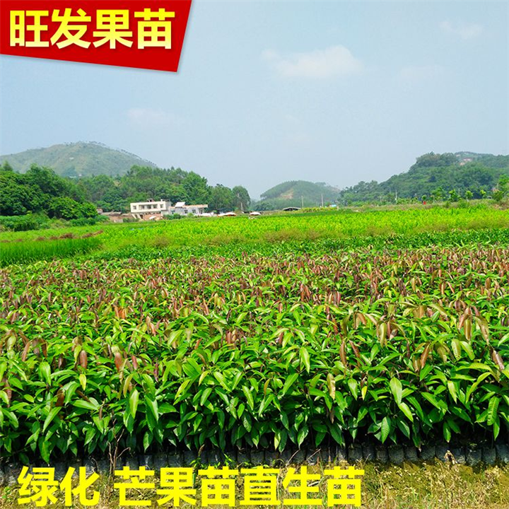 芒果直生苗 **芒果苗批发报价 芒果苗批发 热带果树苗木出售 