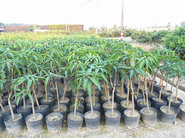 福建四季芒果苗出售  芒果袋装苗 大量果树苗批发 