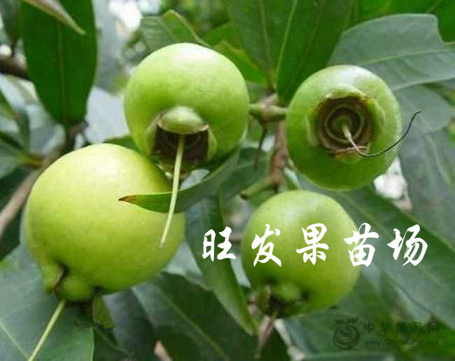 供应水蒲桃苗 海南水蒲桃树  全国各地可种 耐寒 耐旱 