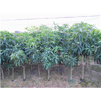 福建凯特芒果苗批发 **品种芒果苗大量果树苗木批发 