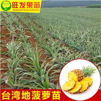 哪里有地菠萝苗卖？泉州地菠萝苗、福州地菠萝苗 