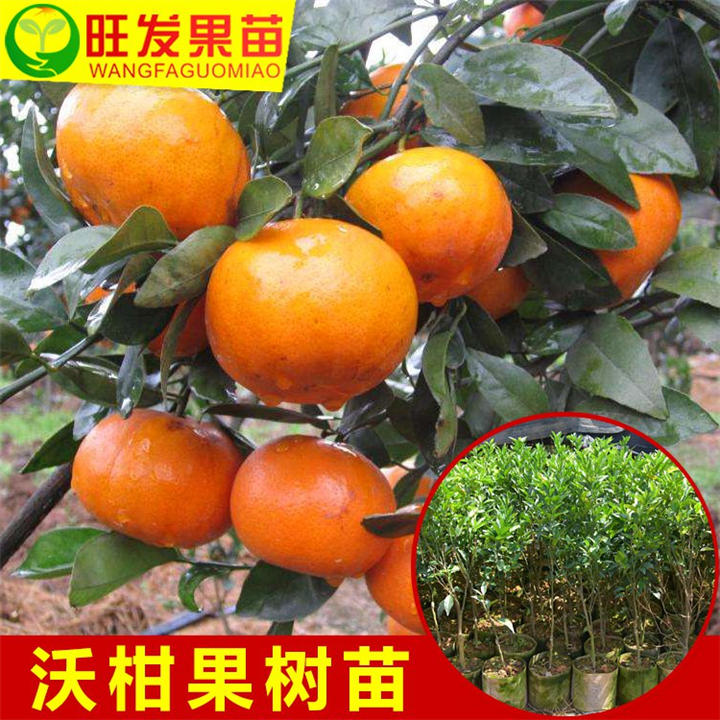 大批量沃柑苗 价格优惠  现货批发 