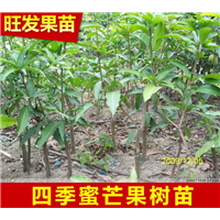 福州盆栽芒果苗 四季芒果苗嫁接果树苗  大芒果苗 现货批发 