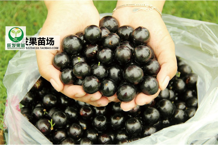 树葡萄苗又名称（嘉宝果苗） 