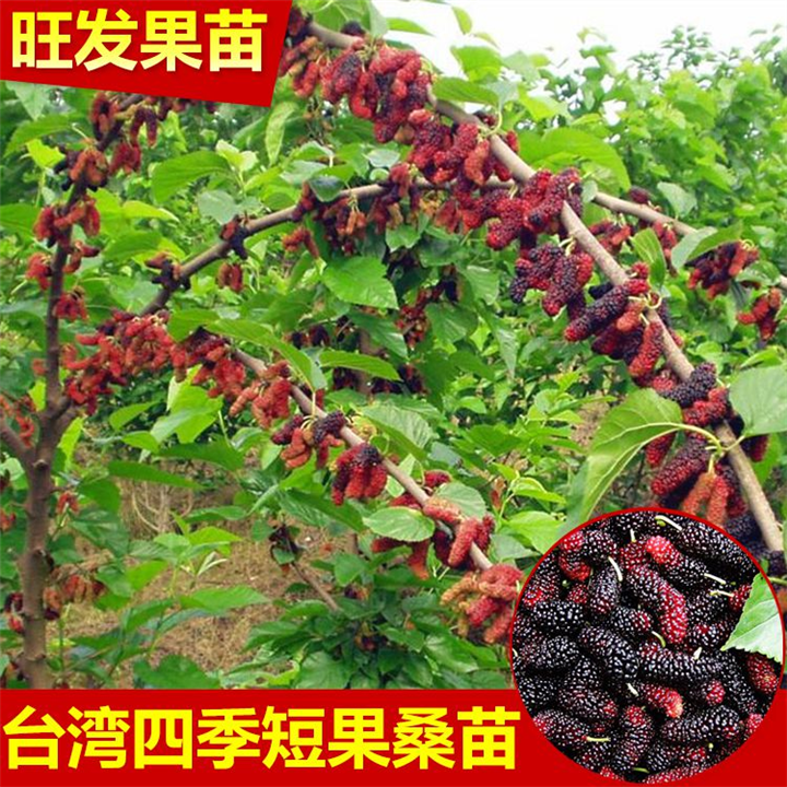 正宗台湾嫁接四季果桑树苗长果桑苗短桑葚果树苗 