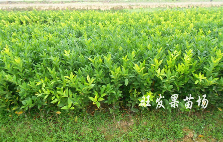 福州茂谷柑苗可盆栽果苗当年结果树**保证 