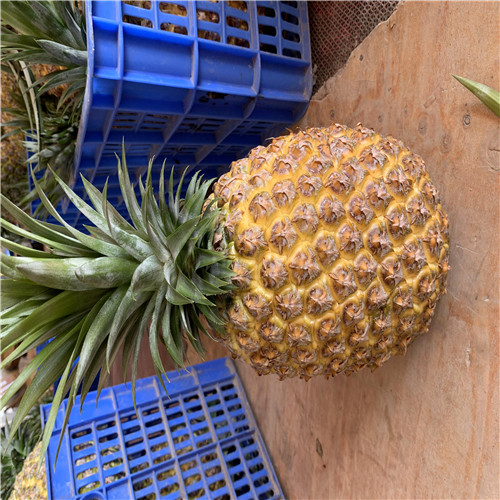 河源霸王凤梨苗哪家好