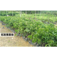 基地直销鸡心黄皮苗 