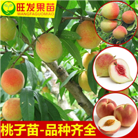 低价销售鹰嘴桃苗，福建鹰嘴桃苗基地直销 