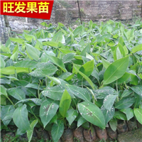 批发香蕉苗、江西香蕉苗、江西果树苗 