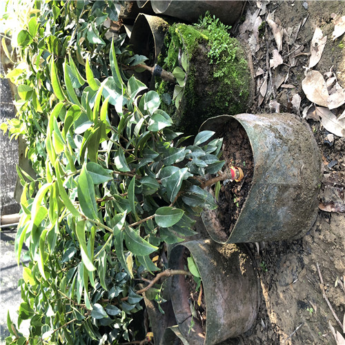 福建优质的艾斯卡嘉宝果苗