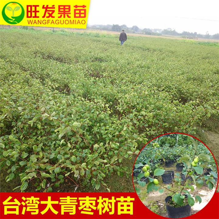 台湾蜜丝枣树 苗嫁接青枣树苗 耐寒果树 台湾大青枣树苗 