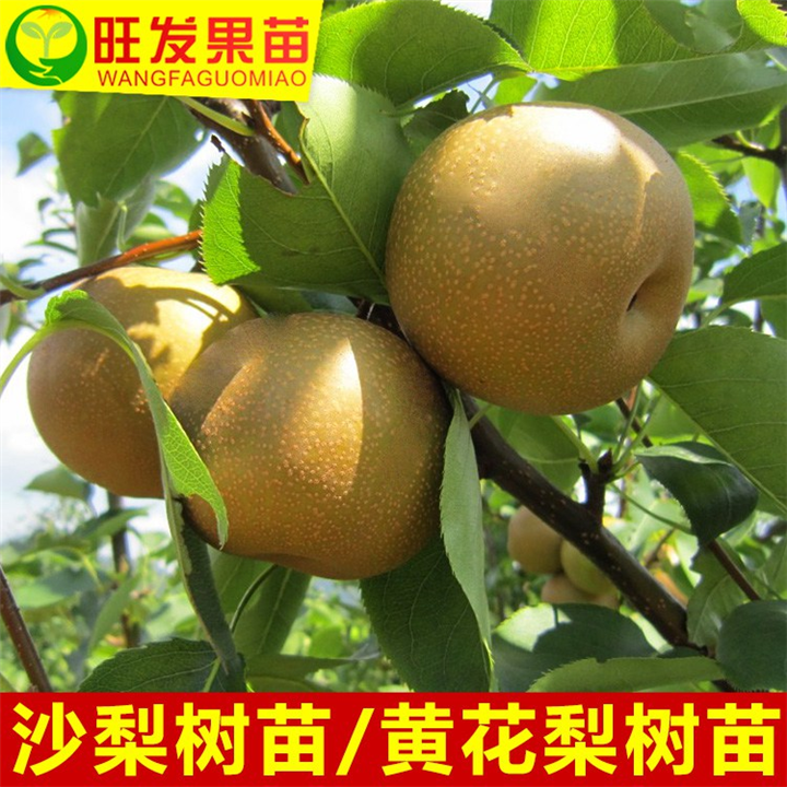 福建沙梨苗（桂花梨苗）基地、福建沙梨苗、泉州沙梨苗 