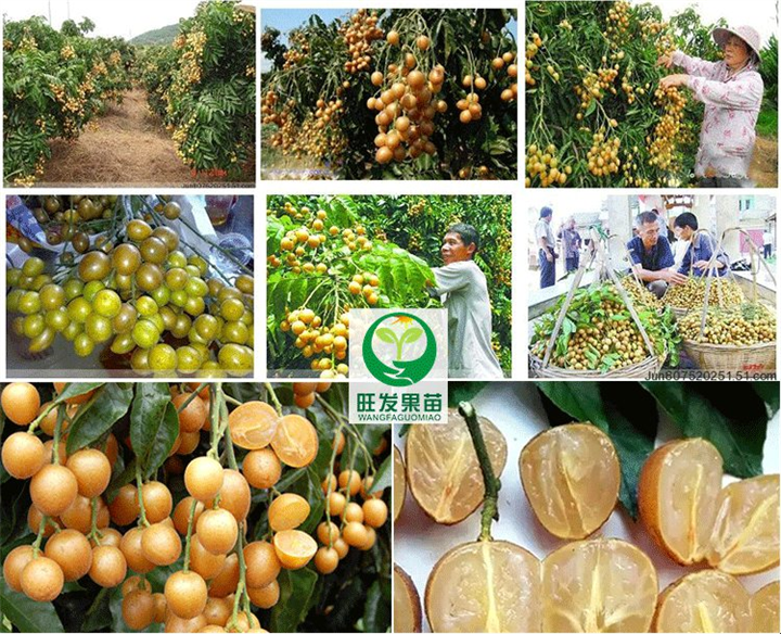 优质品种无核黄皮苗、无核黄皮嫁接树苗 现货批发 