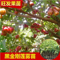 福建黑金刚莲雾苗 大批量莲雾苗 价格优惠 