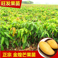 莆田金煌芒果苗 芒果树苗大量现货芒果苗 