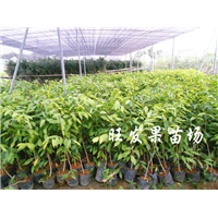 福建沉香苗基地、福建沉香苗、批发沉香苗 