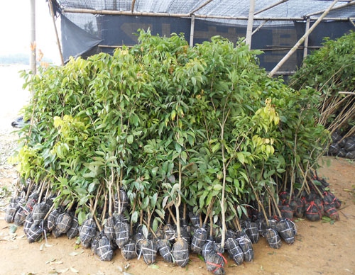 2米高荔枝直生苗 福建荔枝苗 泉州荔枝苗 