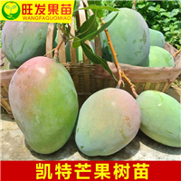 泉州盆栽芒果苗、泉州凯特芒果苗、芒果直生苗 
