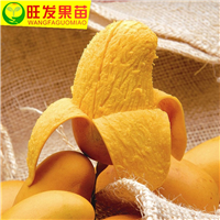 漳州金煌芒果苗出售  芒果袋装苗 大量果树苗批发 