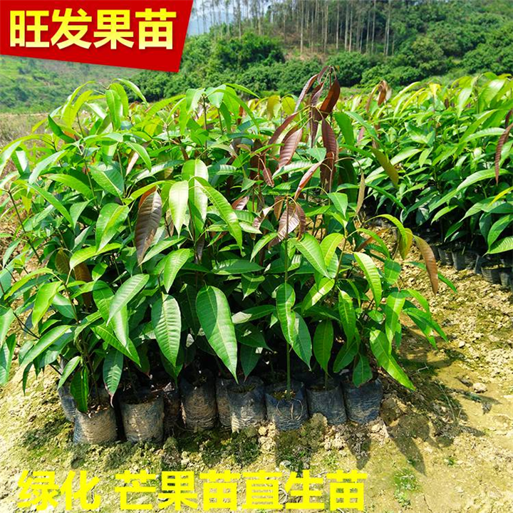 大批量芒果苗 价格优惠 芒果直生苗  福建果苗 泉州果苗 