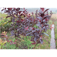 哪里有紫色番石榴苗卖？福建紫色番石榴苗基地 