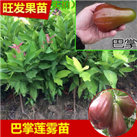 福建香水巴掌莲雾苗价格 香水巴掌莲雾嫁接苗 