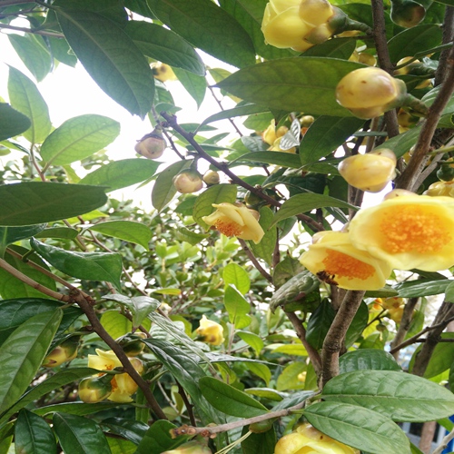 福建**茶苗价格，福建**茶苗，绿化苗 