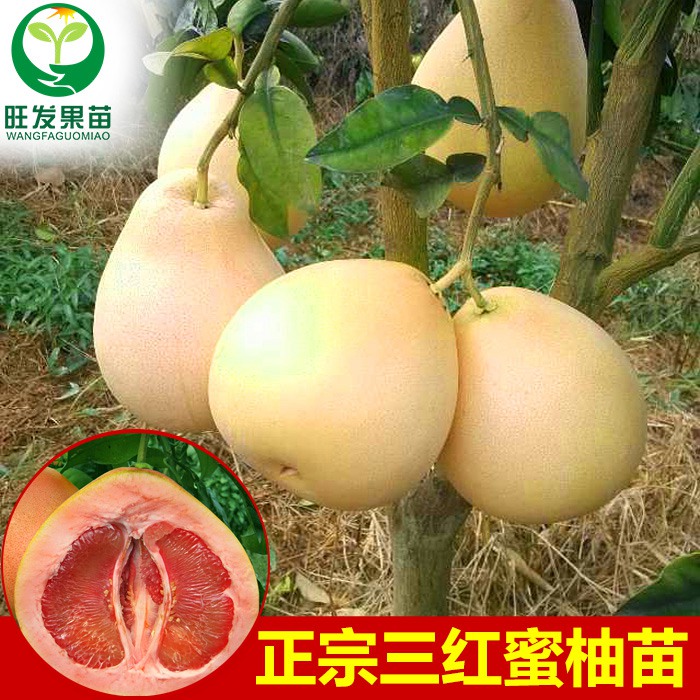福建三红蜜柚苗种植场、福建三红蜜柚苗基地 
